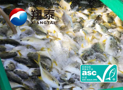 全球首家！海南翔泰漁業(yè)榮獲全球首張ASC金鯧魚網(wǎng)箱養(yǎng)殖認(rèn)證證書